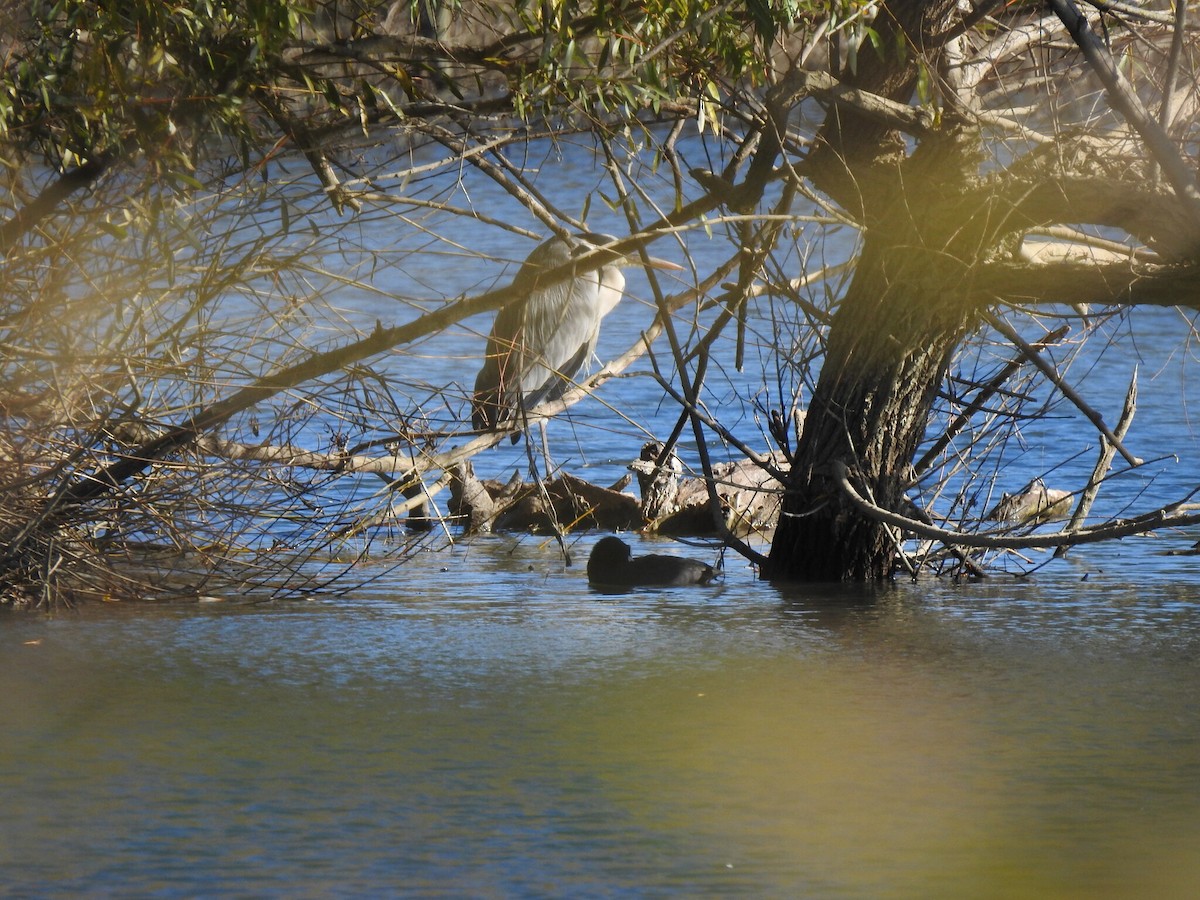 Gray Heron - ML646651200