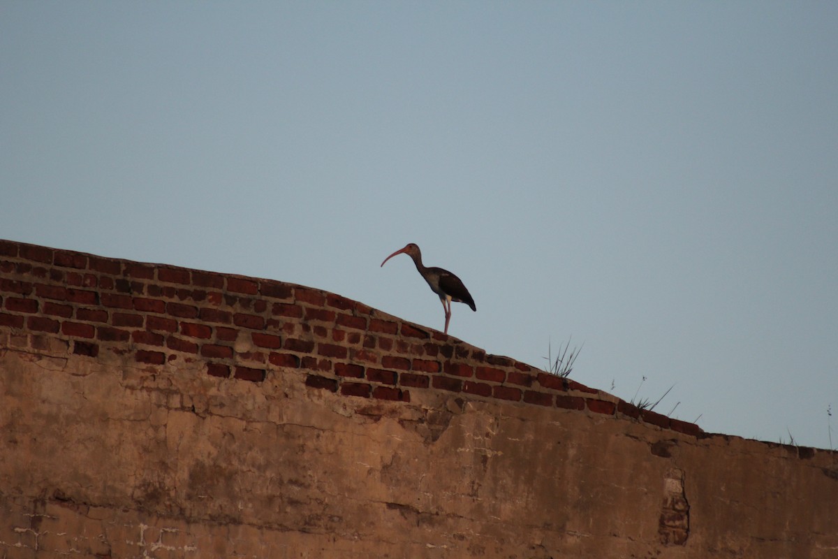 White Ibis - ML646651201