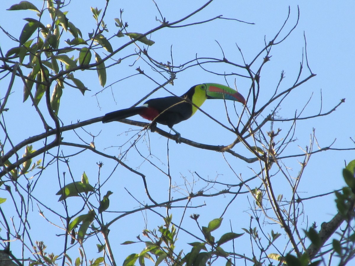 Keel-billed Toucan - ML646651204