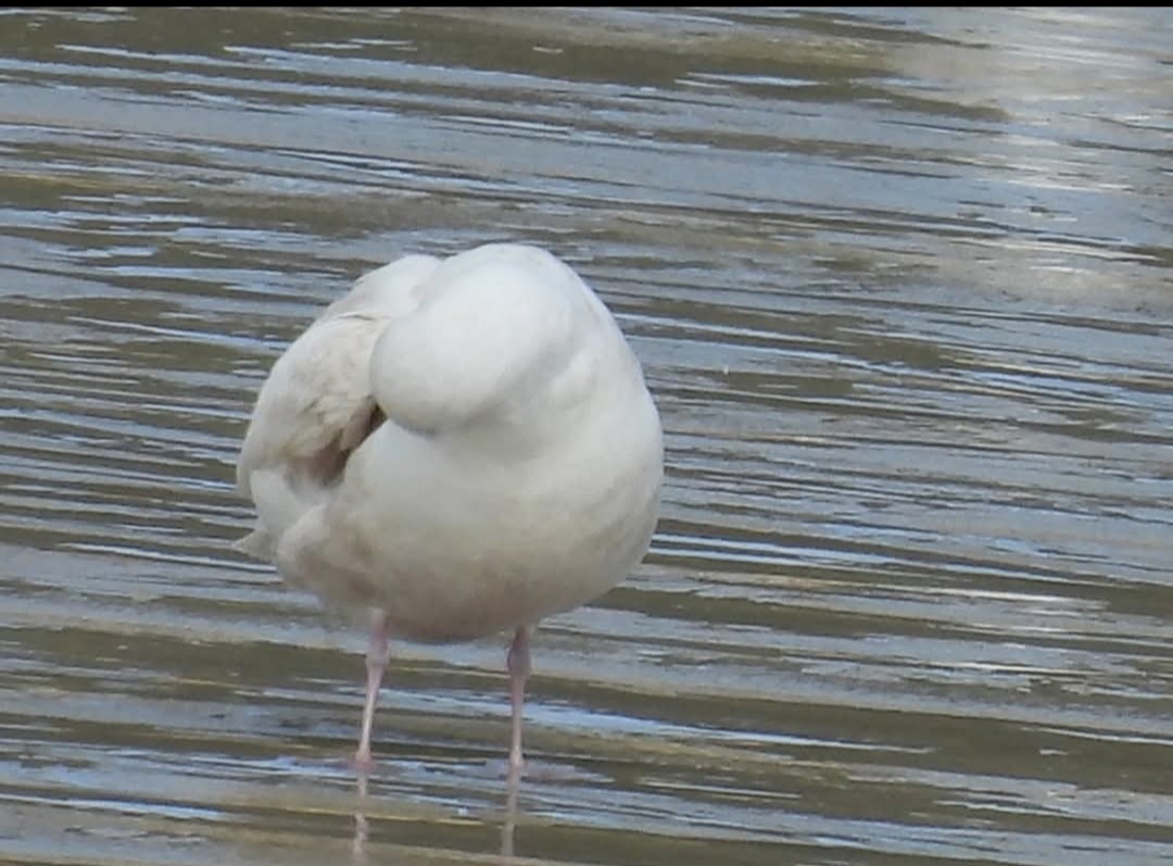 Iceland Gull - ML646651207