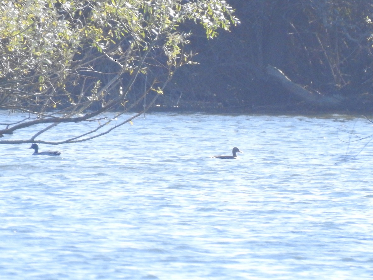 Mallard - ML646651217