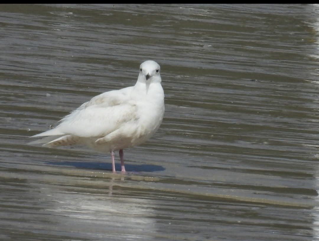 Iceland Gull - ML646651218