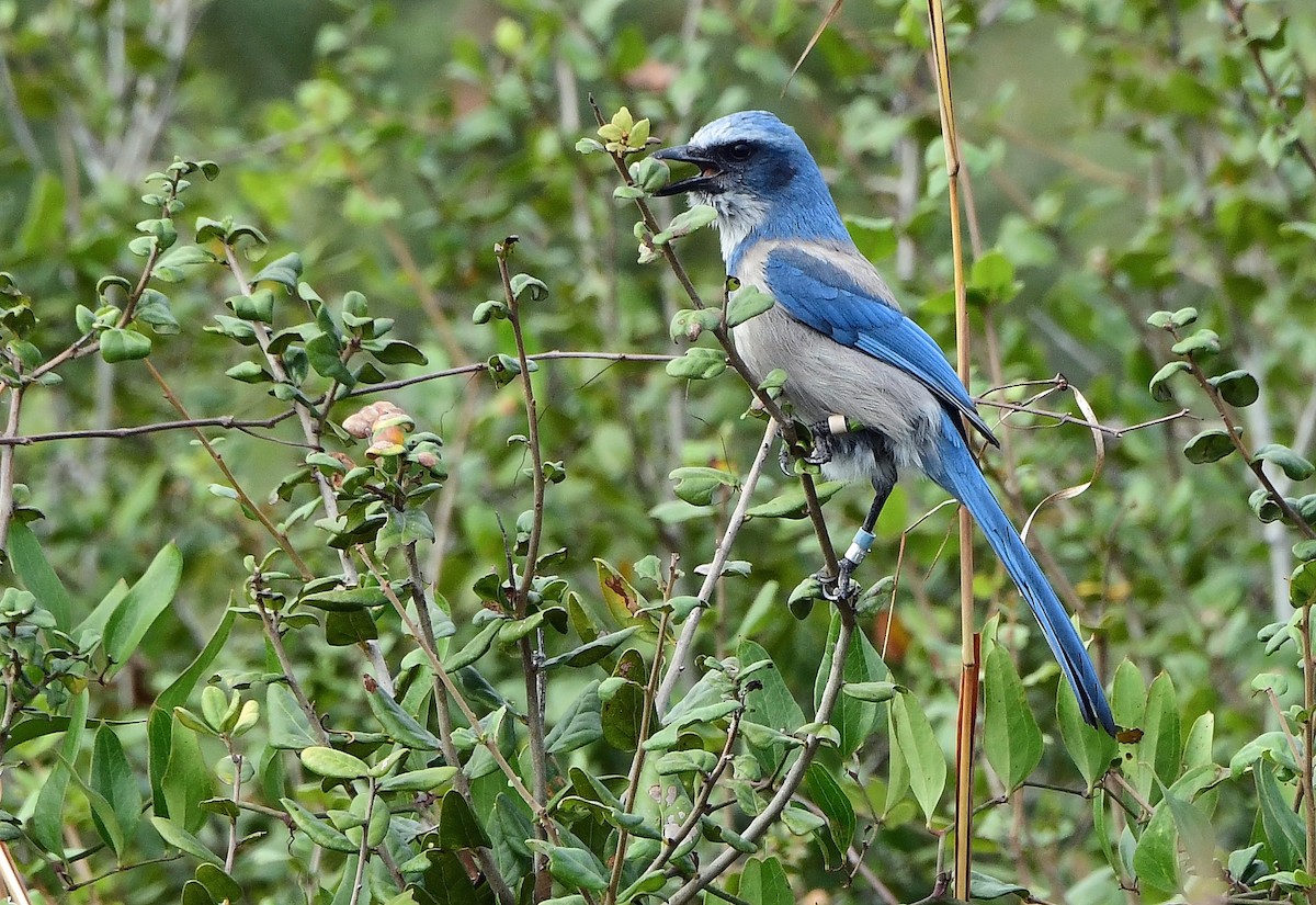 Geai à gorge blanche - ML646651219