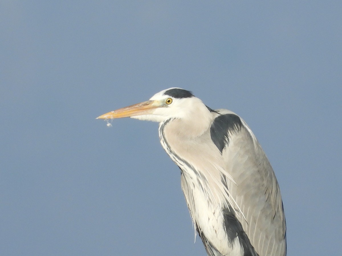 volavka popelavá - ML646651220