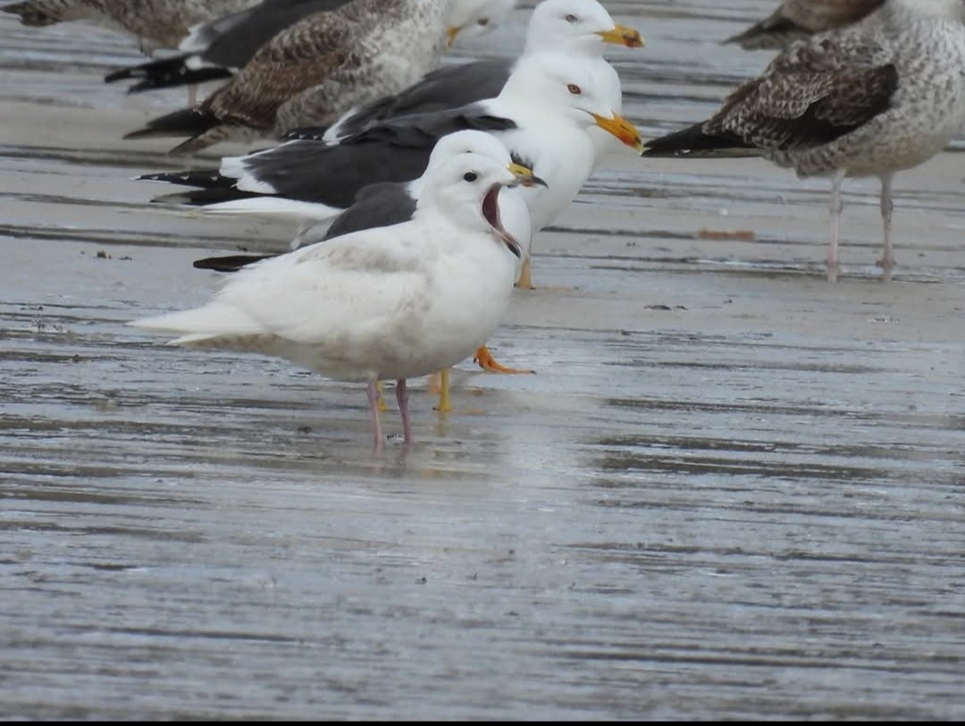 Iceland Gull - ML646651223