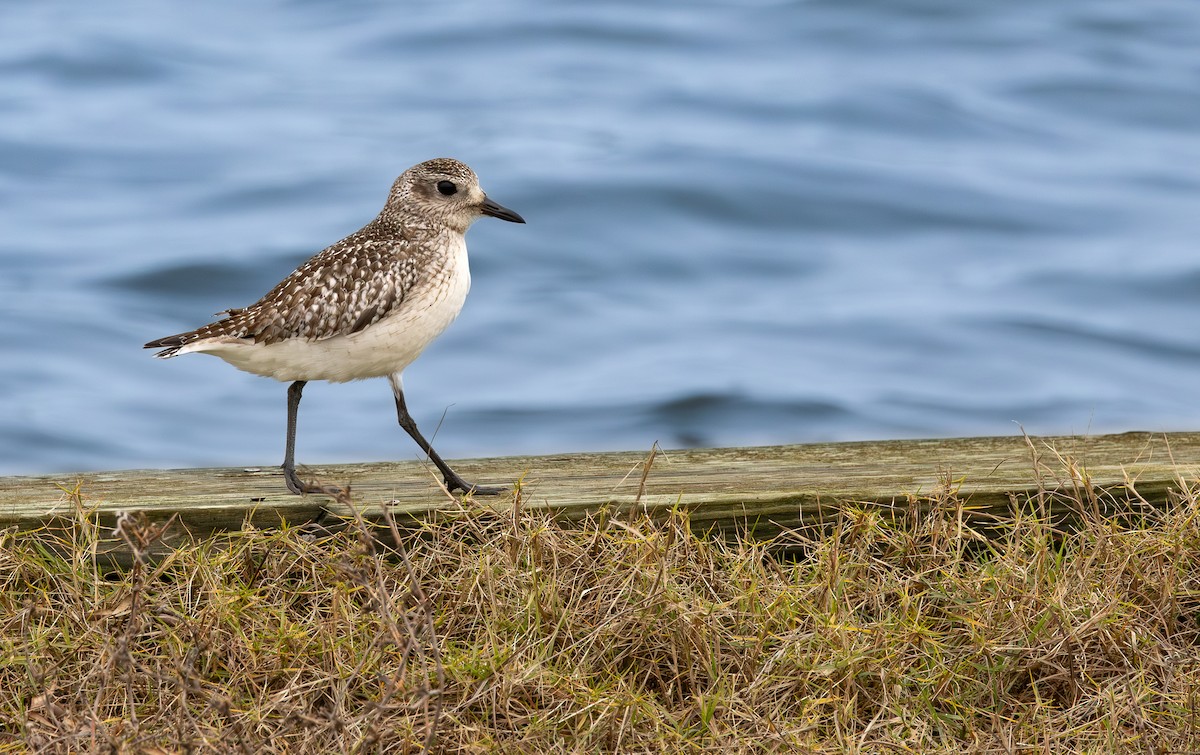 Black-bellied Plover - ML646651224