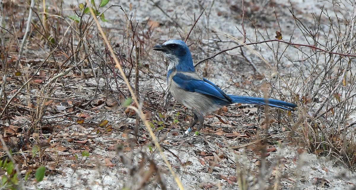 Geai à gorge blanche - ML646651225