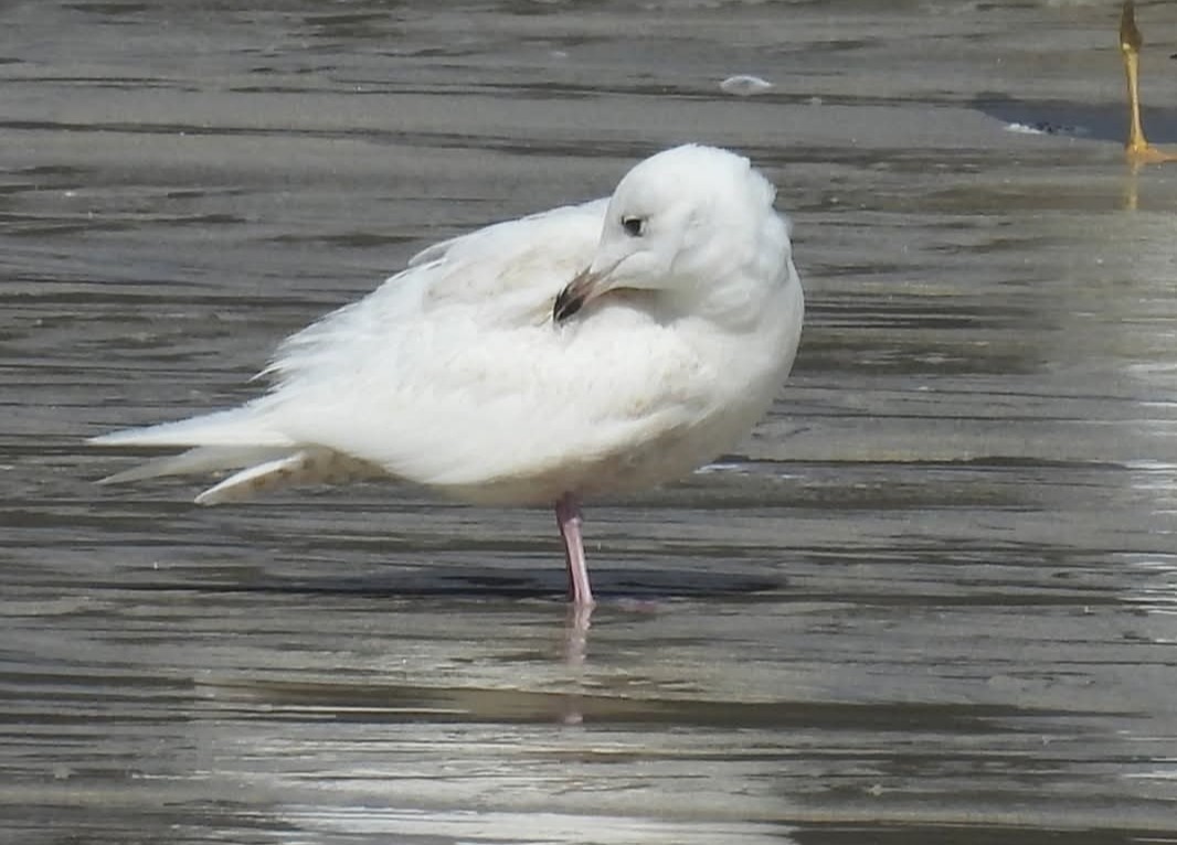 Iceland Gull - ML646651226