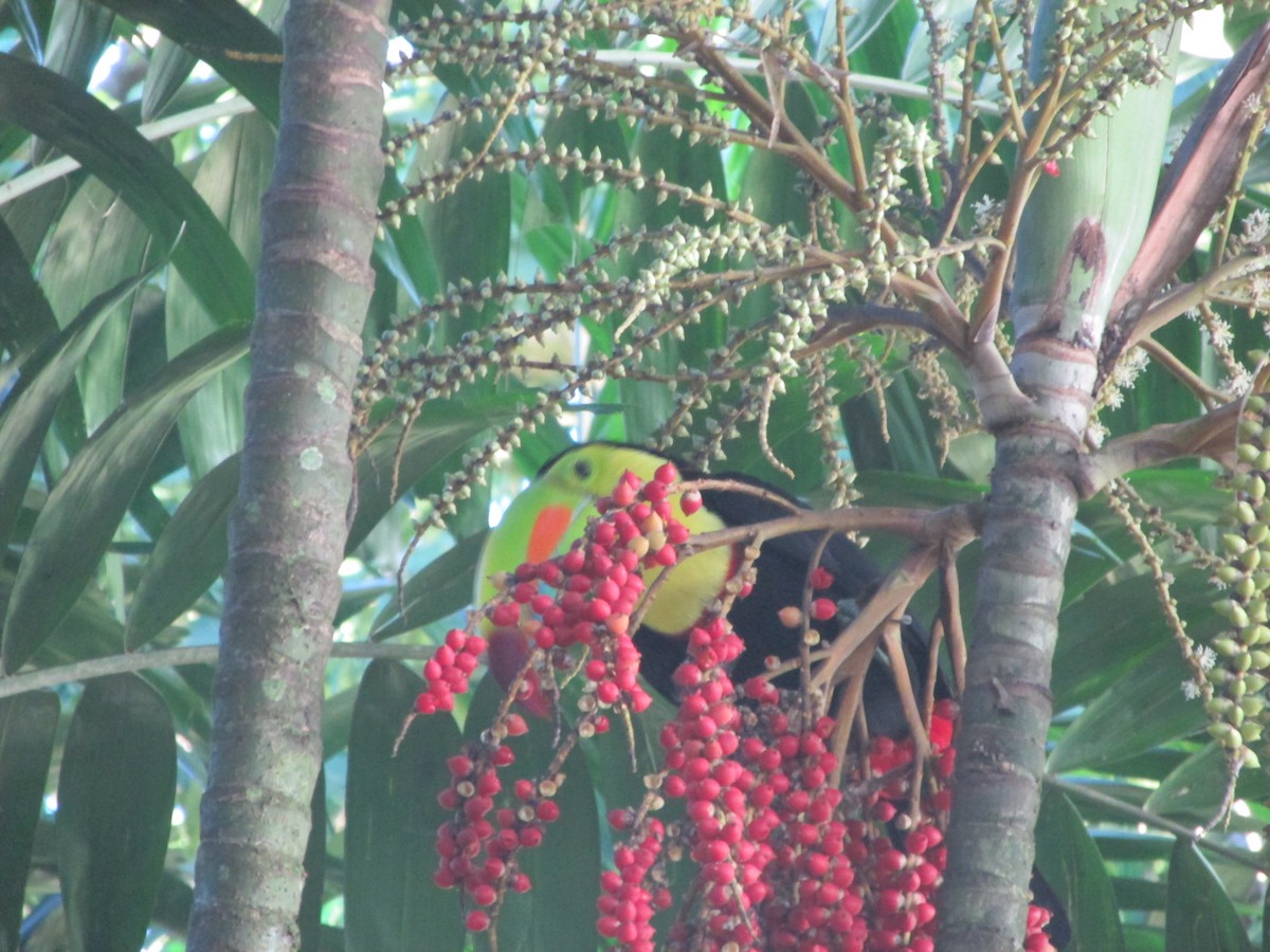 Keel-billed Toucan - ML646651228