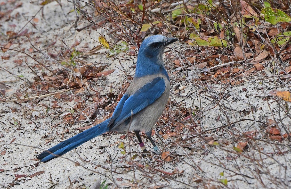 Geai à gorge blanche - ML646651231