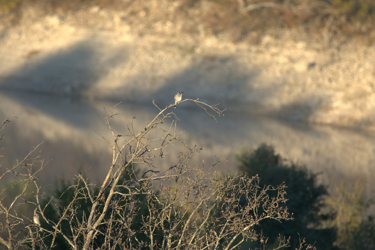 Mavi Karga - ML646651235