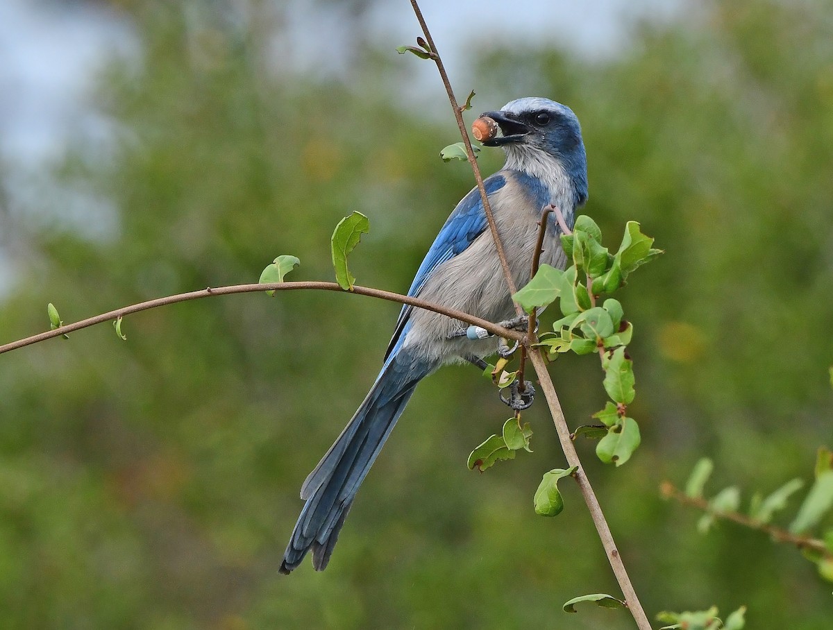 Geai à gorge blanche - ML646651236