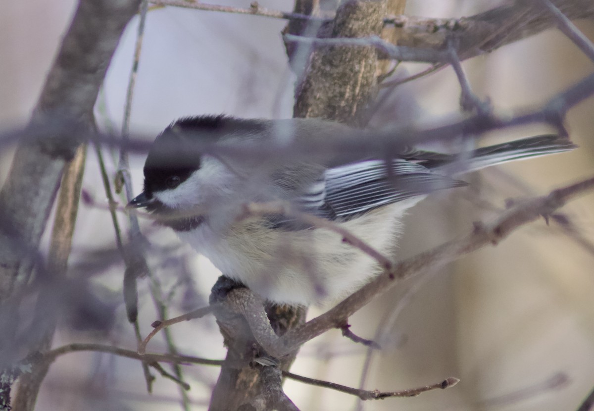 sýkora černohlavá - ML646651237