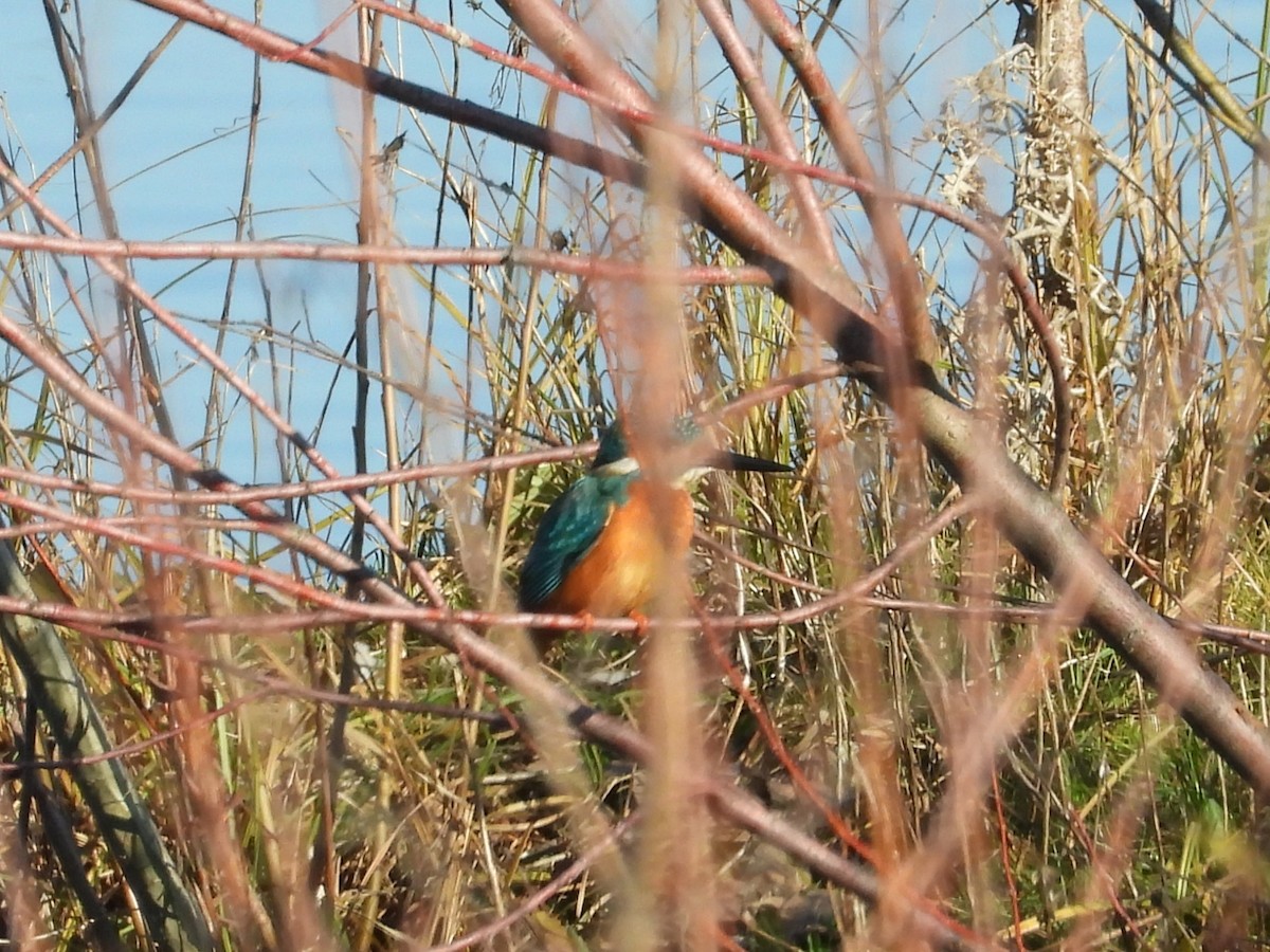 ledňáček říční - ML646651240