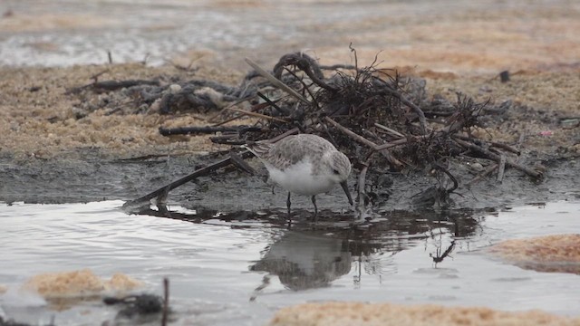 Побережник білий - ML646651241