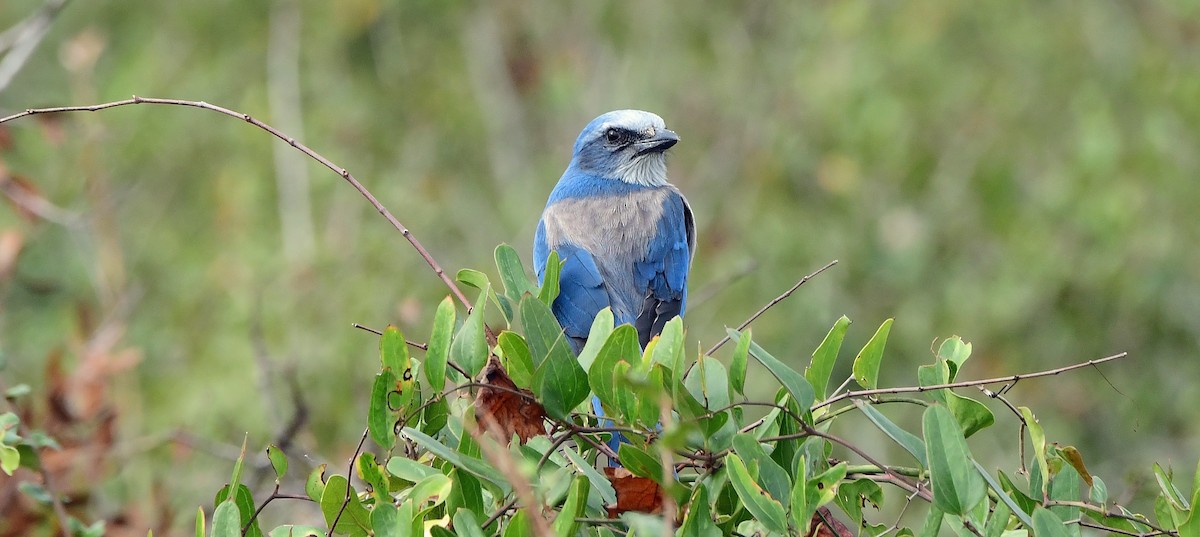 Geai à gorge blanche - ML646651242