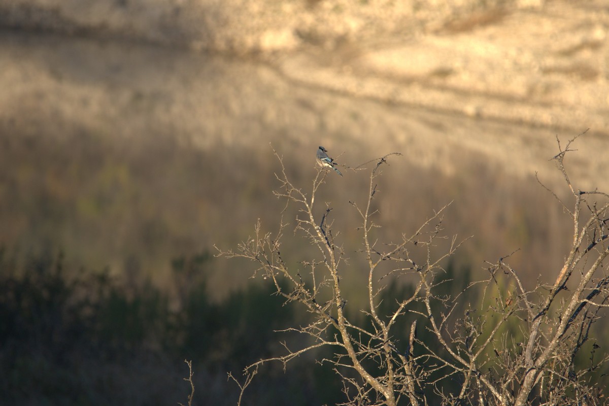 Mavi Karga - ML646651246