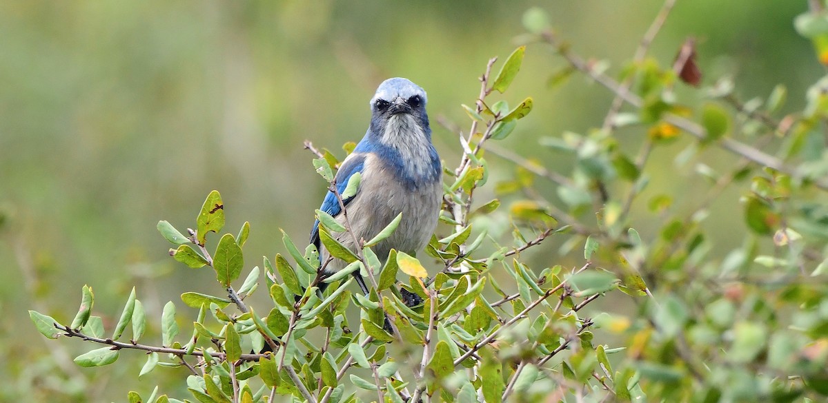 Geai à gorge blanche - ML646651247