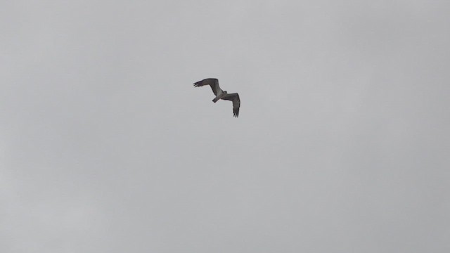 Скопа західна - ML646651250