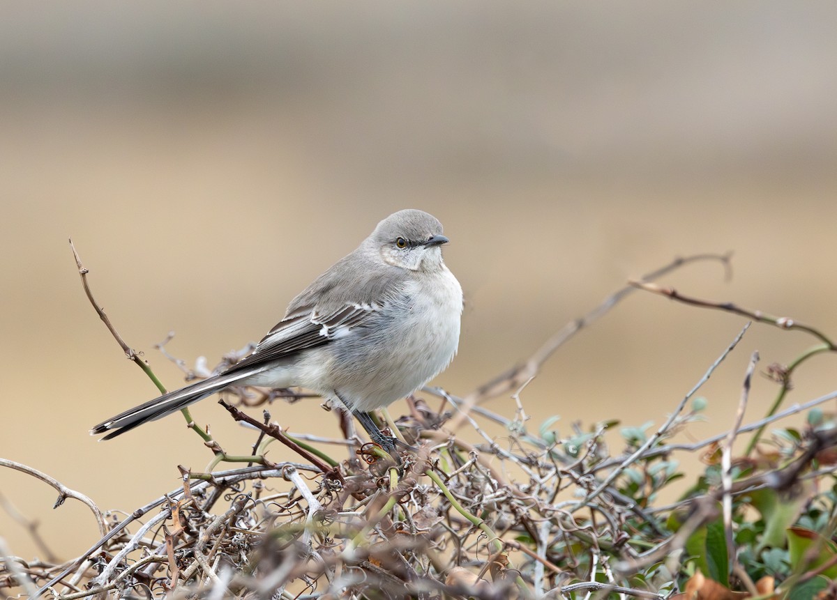 Northern Mockingbird - ML646651251