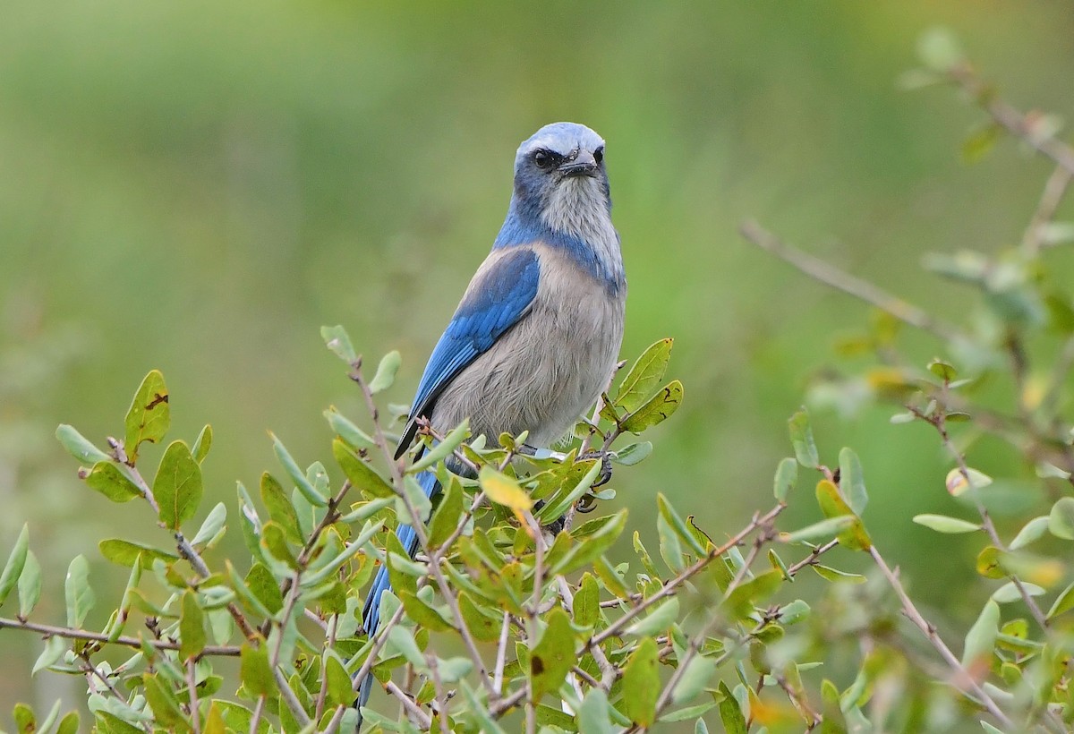 Geai à gorge blanche - ML646651253