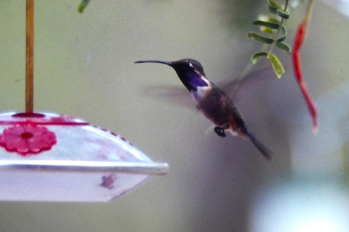 Сверкающий люцифер - ML646651255