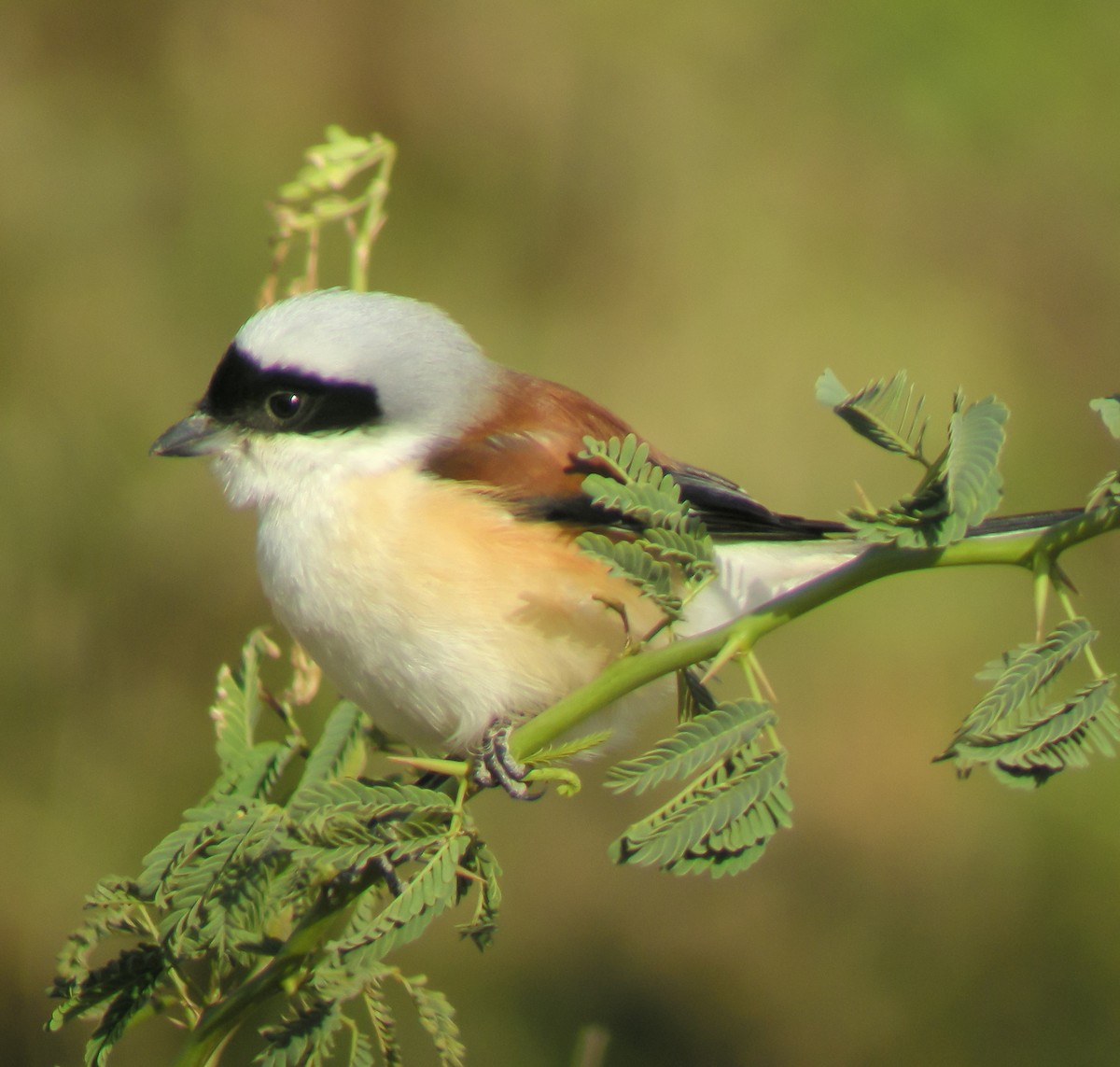 Bay-backed Shrike - ML646651258