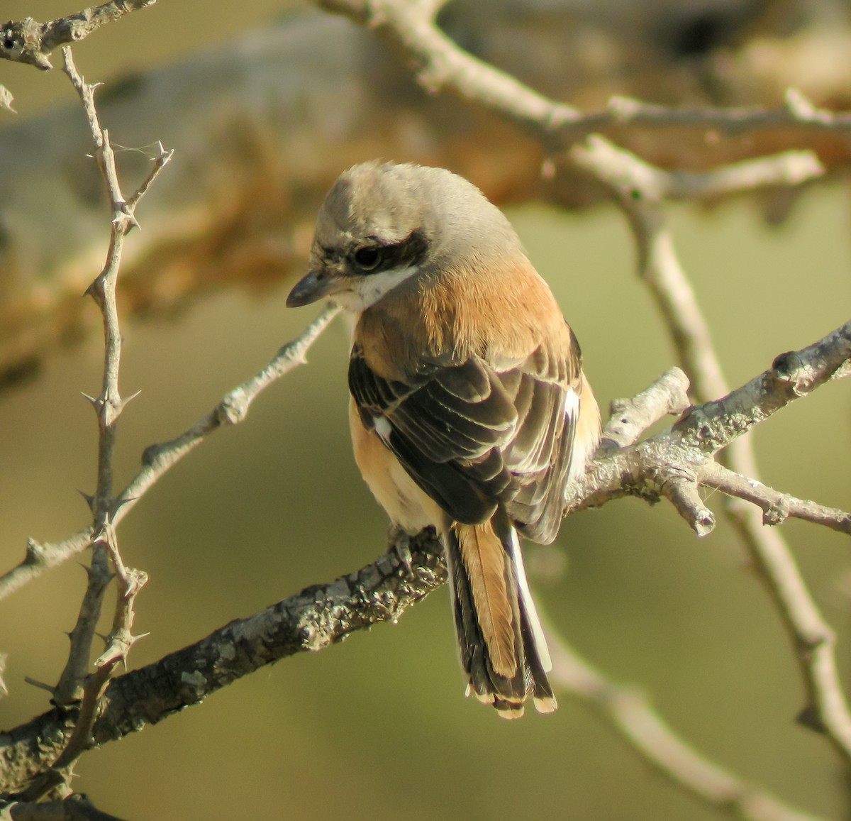 Bay-backed Shrike - ML646651260