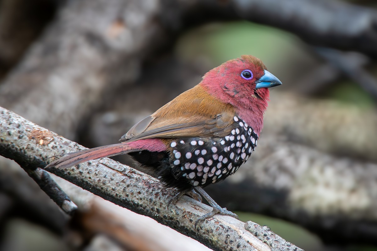 Pink-throated Twinspot - ML646651261