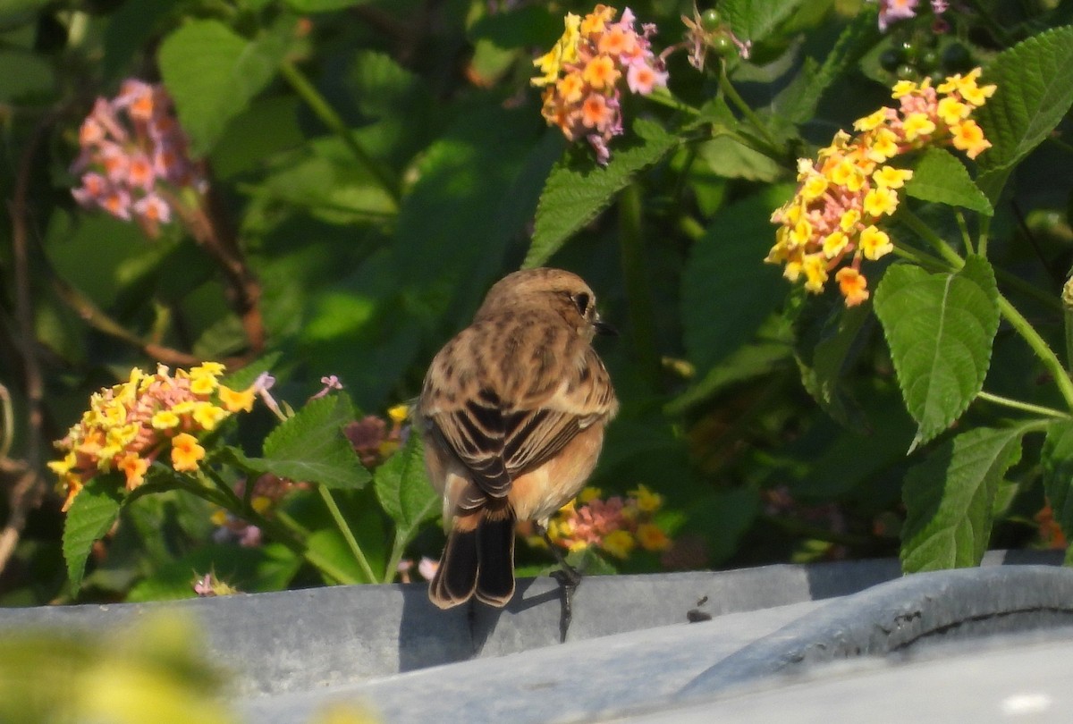 Siberian Stonechat - ML646651263