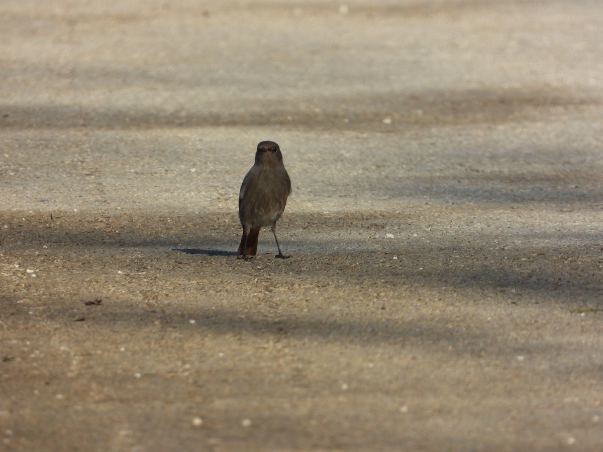 rehek domácí - ML646651265