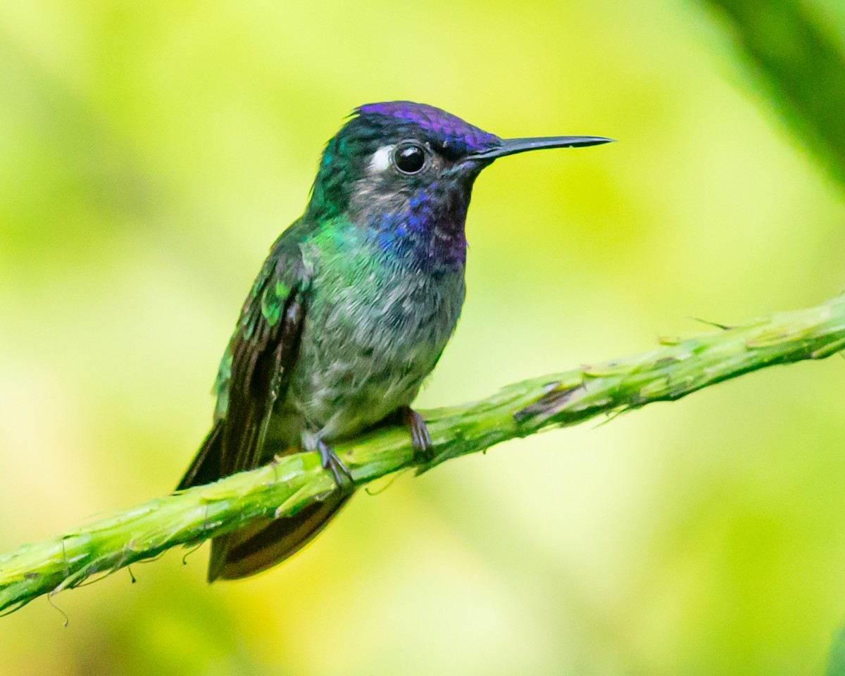 Violet-headed Hummingbird - ML646651269