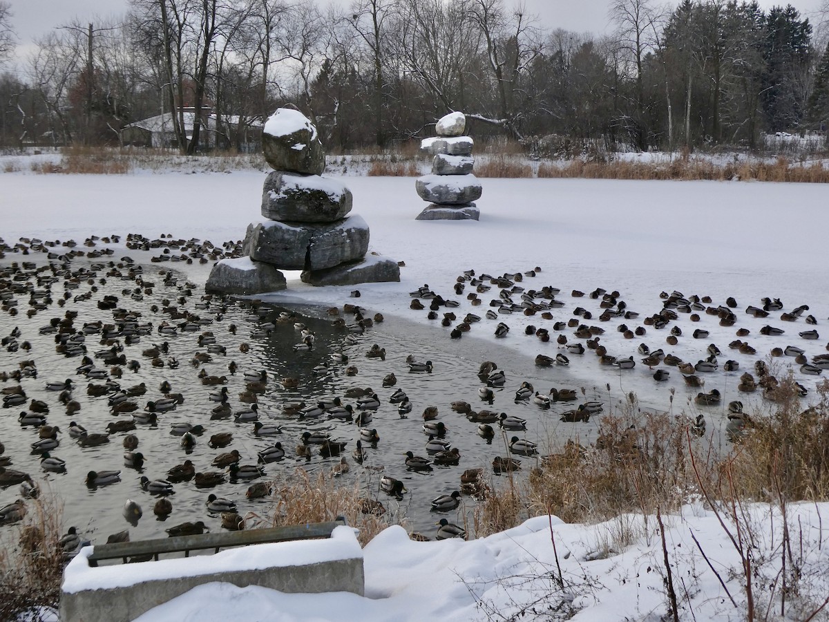 綠頭鴨 - ML646651270