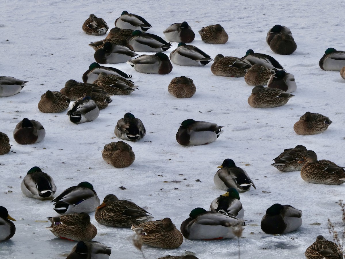 綠頭鴨 - ML646651271