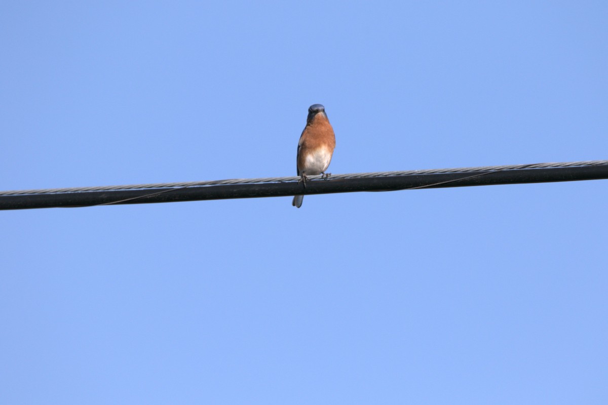 Doğulu Mavi Ardıç - ML646651273