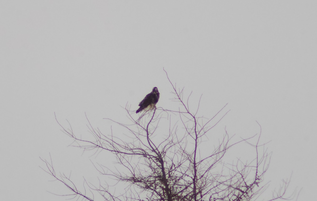 káně rousná - ML646651275