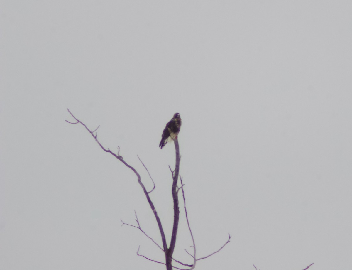 káně rousná - ML646651276