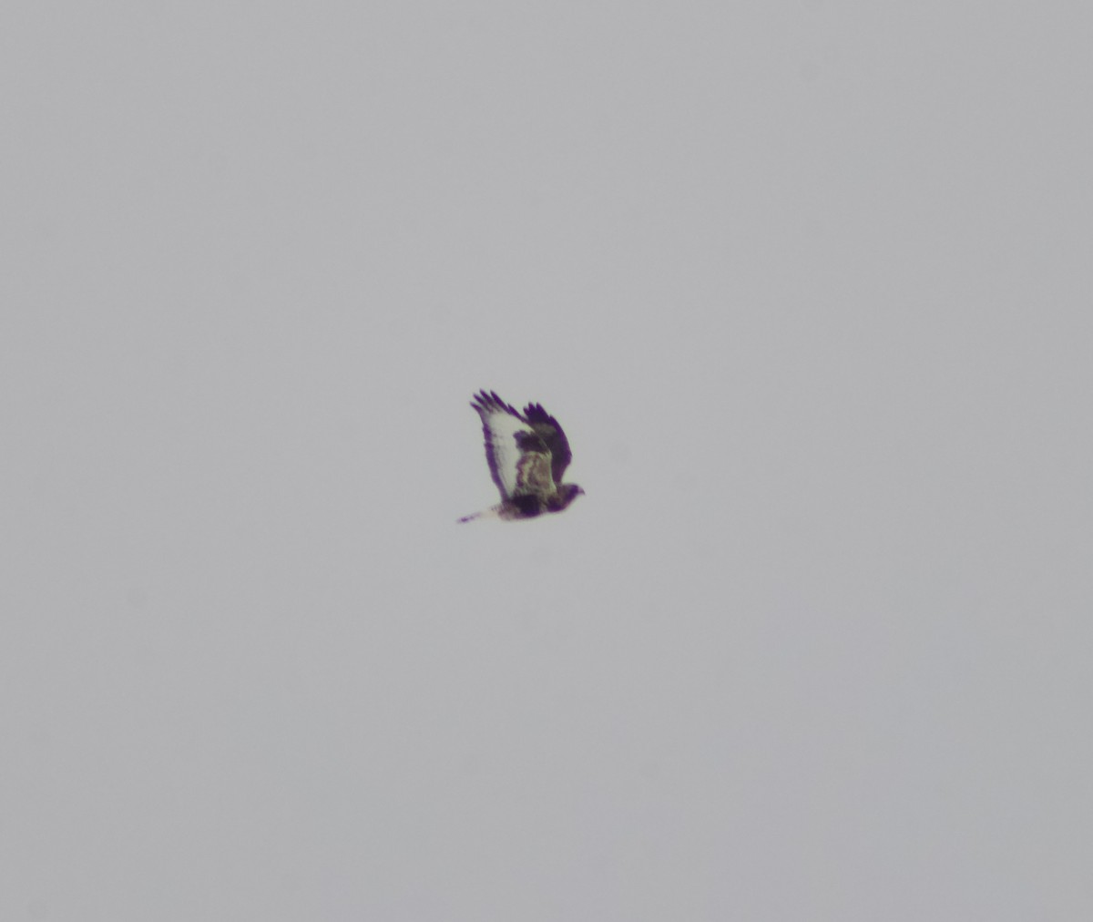 káně rousná - ML646651277