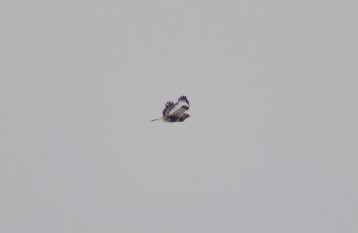 káně rousná - ML646651278