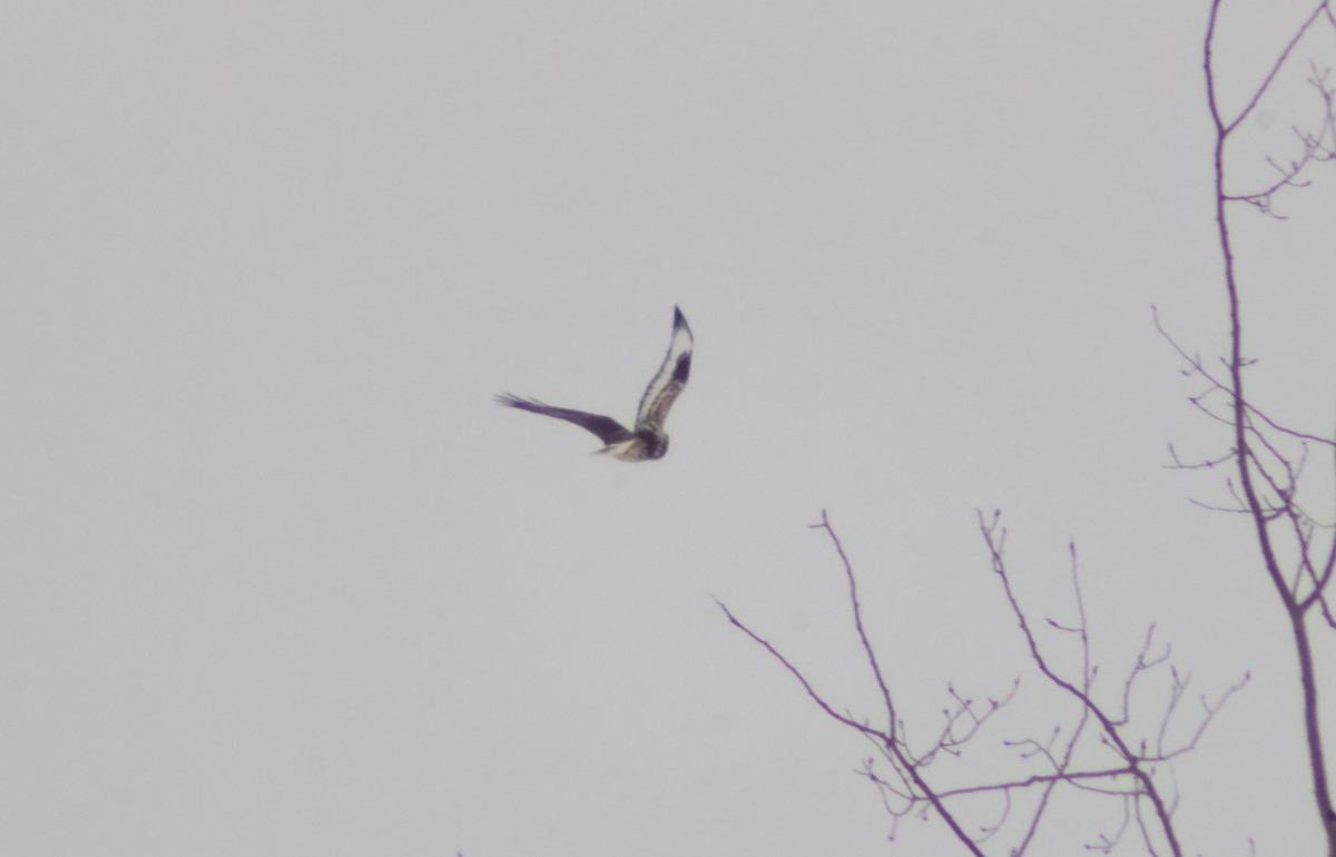 káně rousná - ML646651279