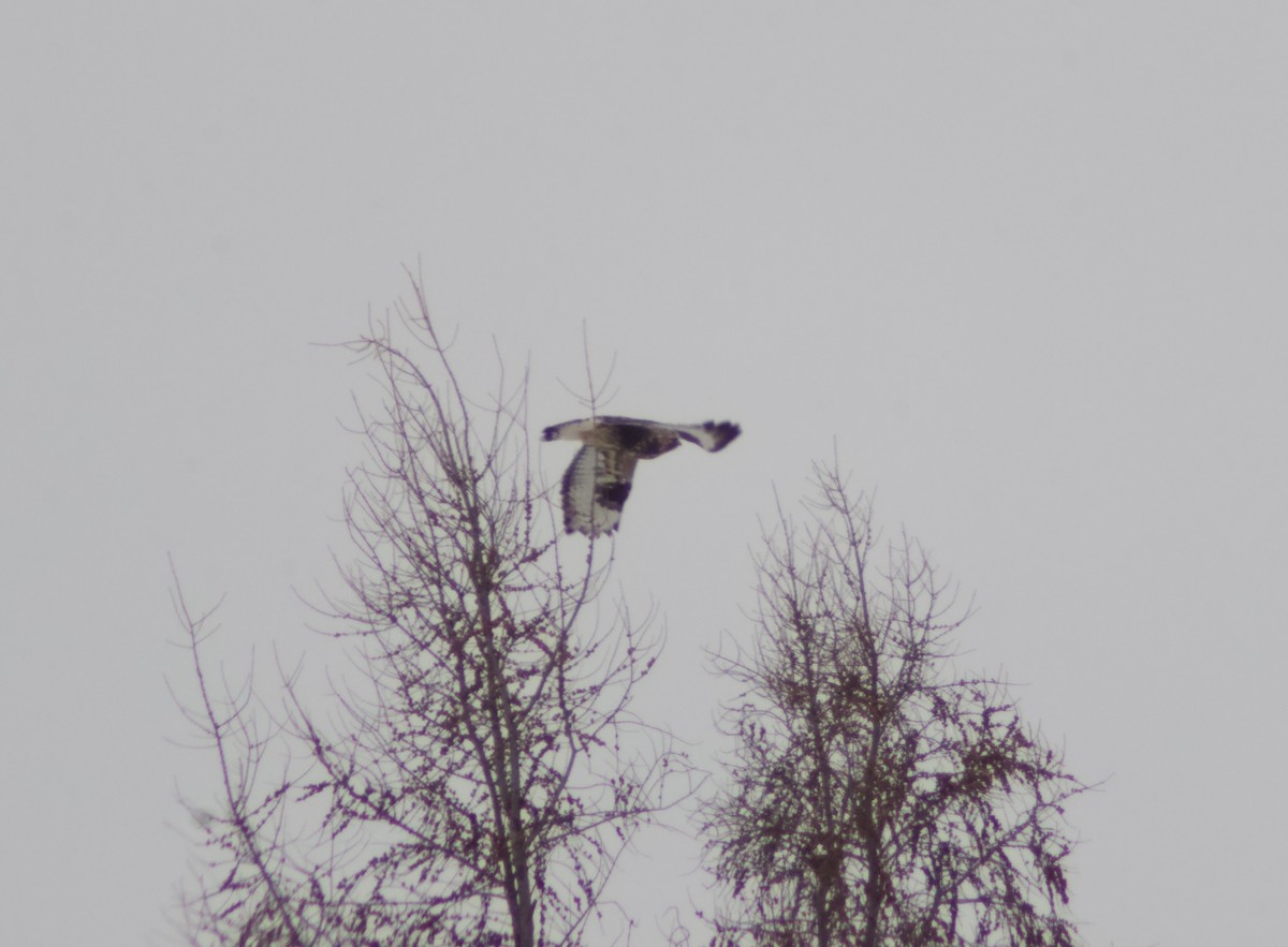 káně rousná - ML646651280