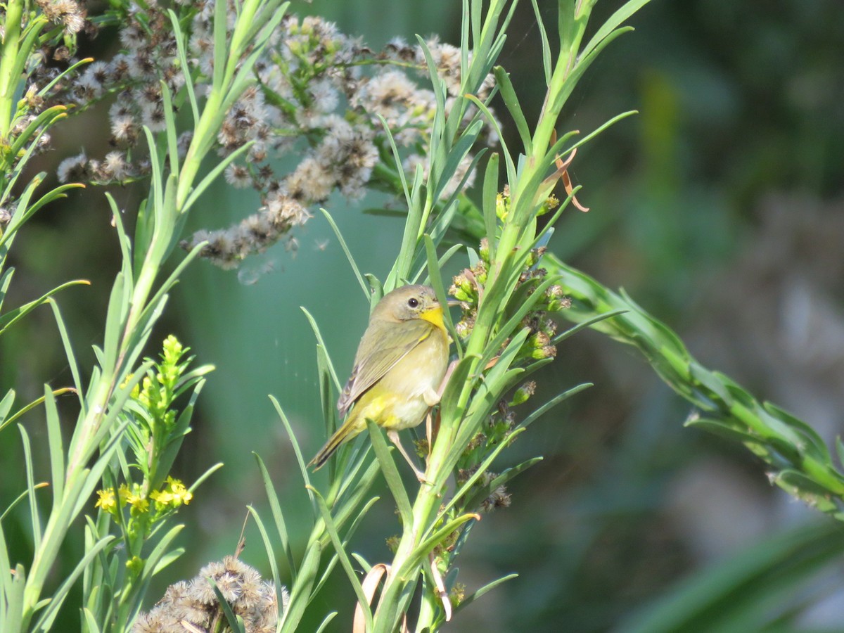 Common Yellowthroat - ML646651283