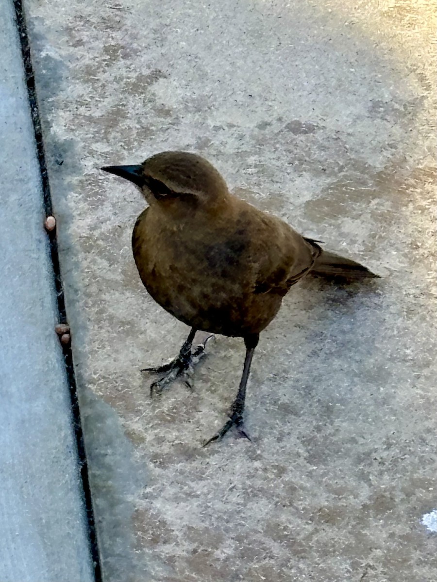 Brewer's Blackbird - ML646651287