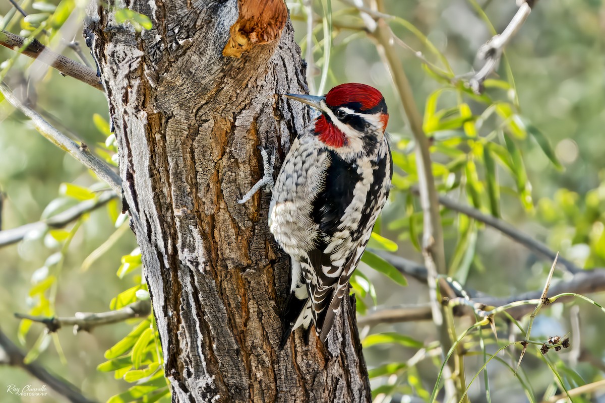 Red-naped Sapsucker - ML646651288
