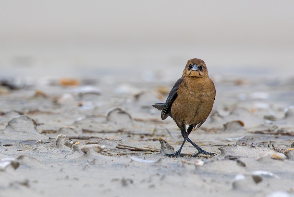 Boat-tailed Grackle - ML646651289