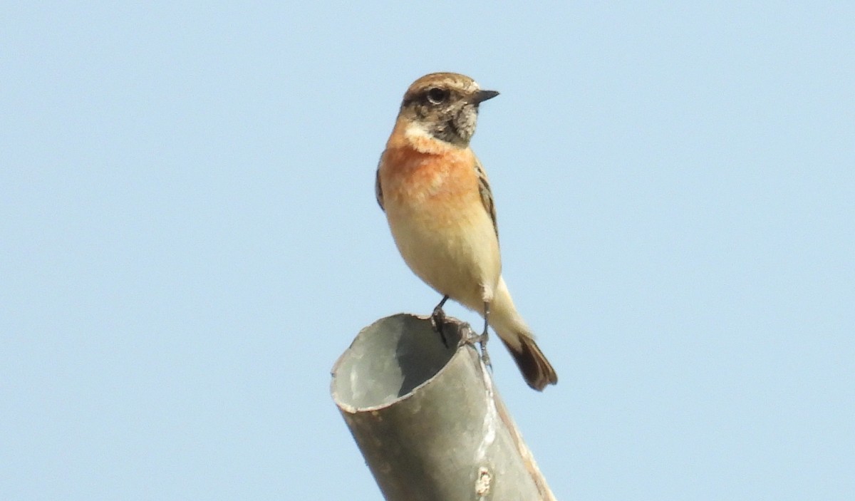 Siberian Stonechat - ML646651290