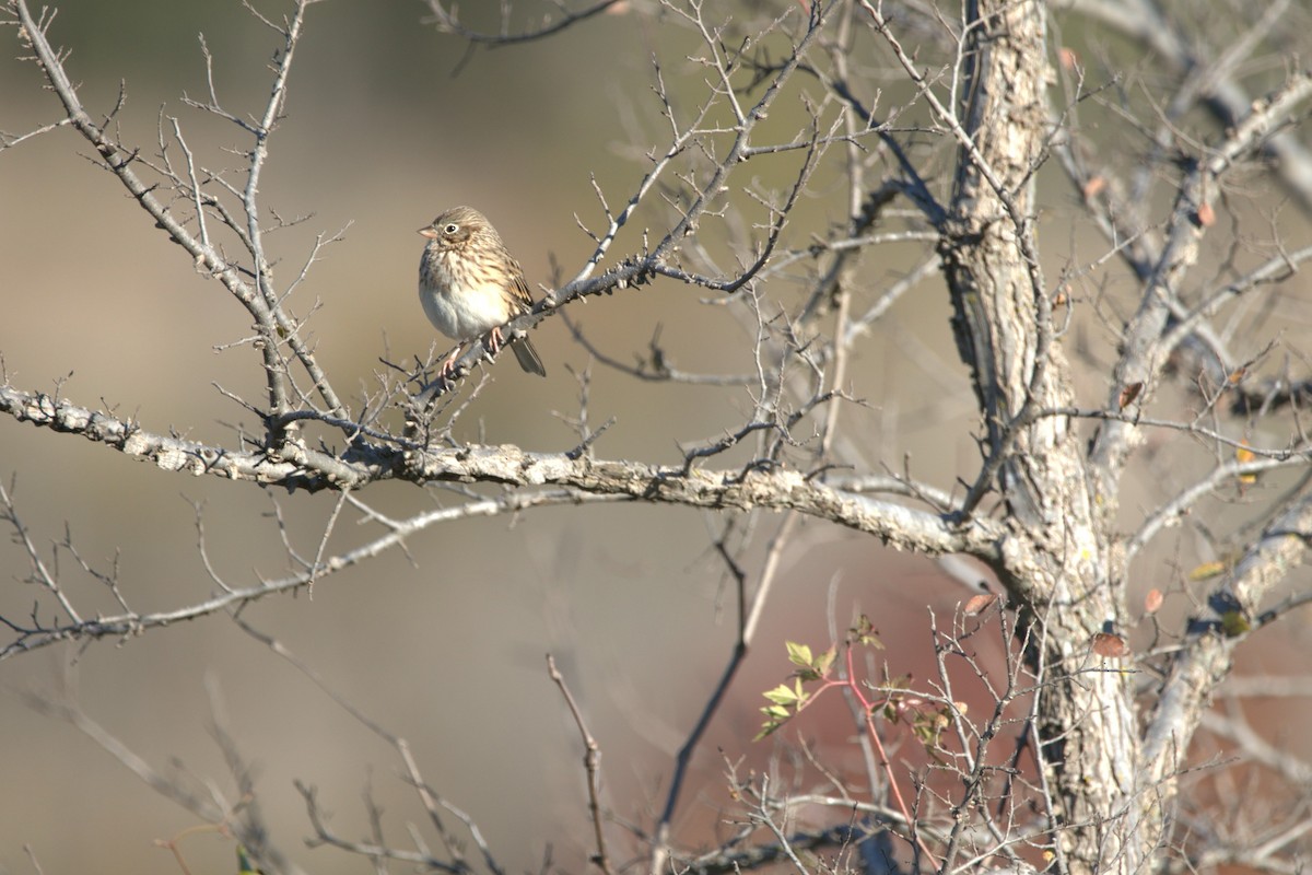 Vesper Sparrow - ML646651291