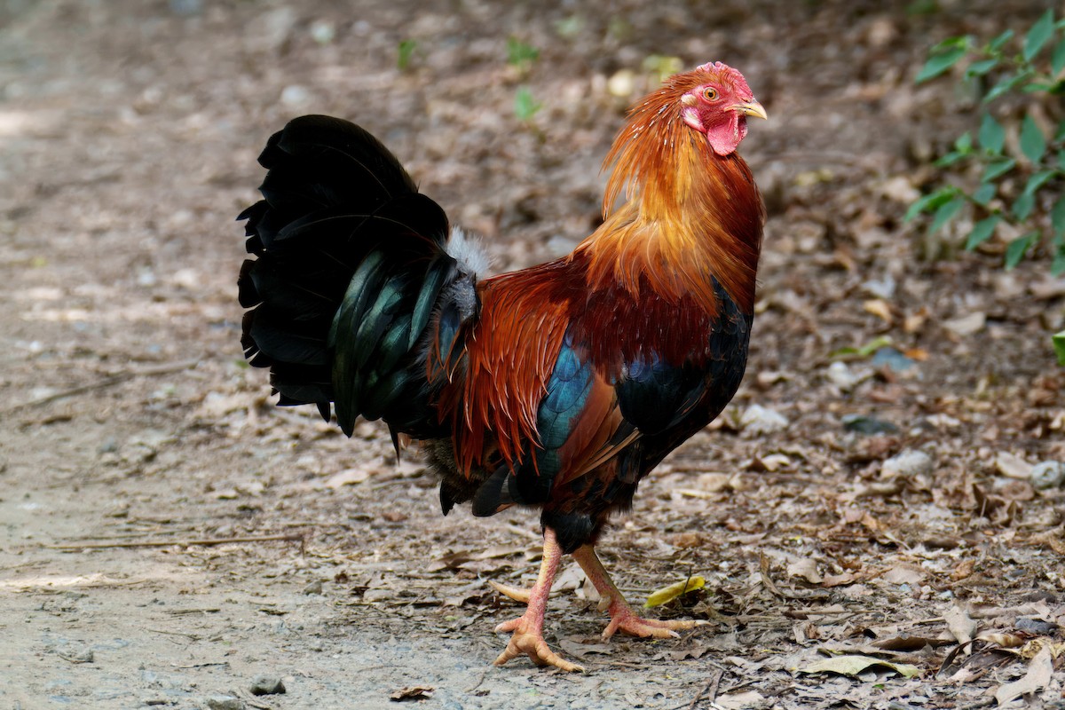 Red Junglefowl (Domestic type) - ML646651292