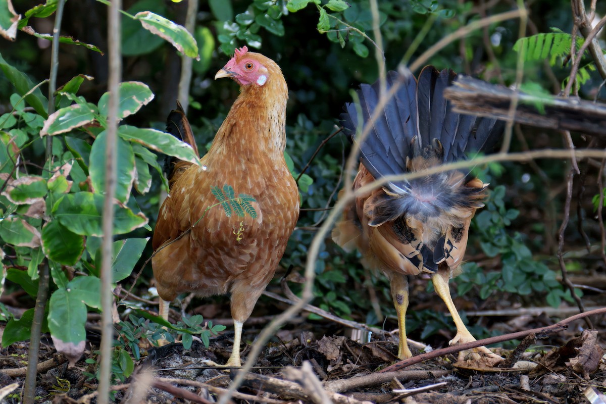 Red Junglefowl (Domestic type) - ML646651293
