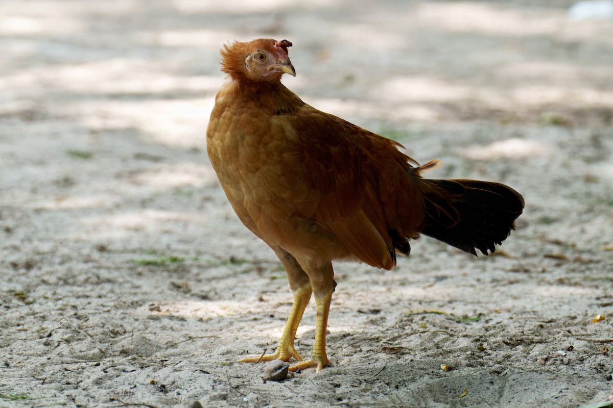 Red Junglefowl (Domestic type) - ML646651294